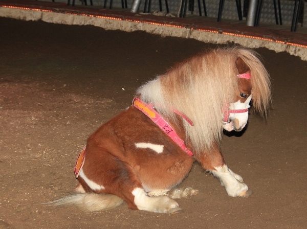 Circus Barelli   099.jpg